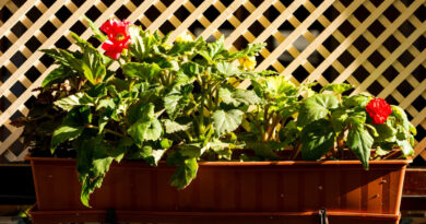 blomsterkasse med espalier