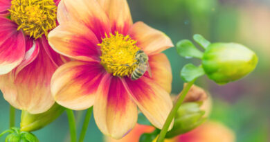 hårdføre sommerblomster