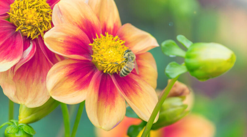 hårdføre sommerblomster